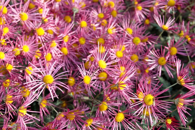 Campo di crisantemi rosa scuro.