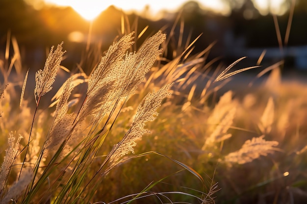 campo di erba con il sole che tramonta dietro