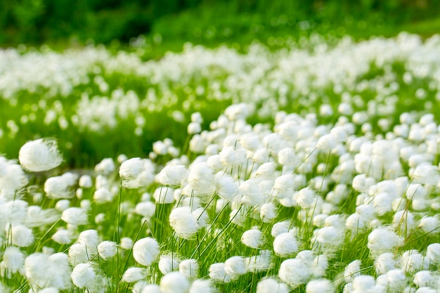 Campo di erba di cotone artico (Eriophorum) in Kamchatka. Inquadratura orizzontale