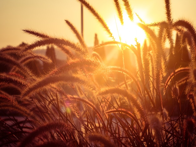 campo di erba durante il tramonto