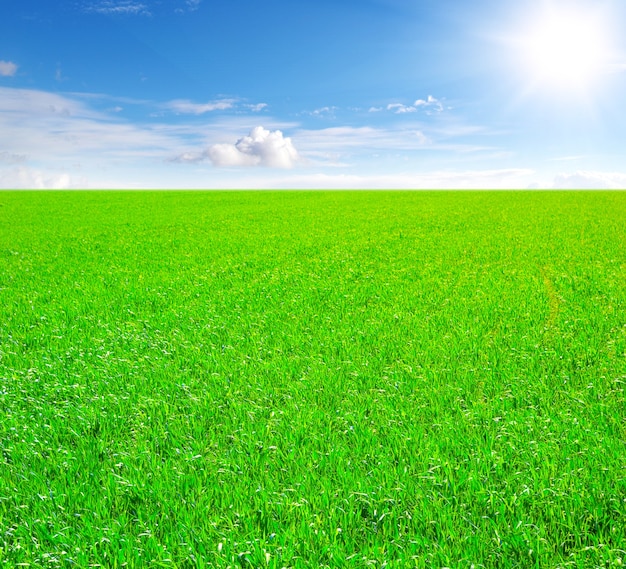 Campo di erba e cielo blu