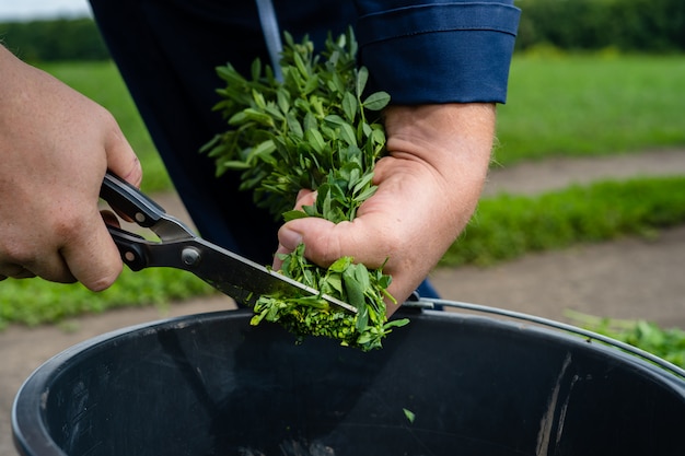 Campo di erba medica verde pronto per falciare