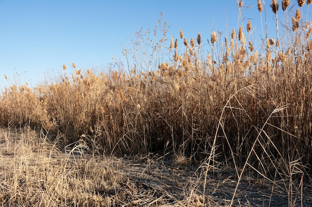 Campo di erba non tagliata contro il fuoco selettivo del cielo blu