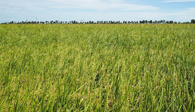 Campo di erba, paesaggio verde primavera