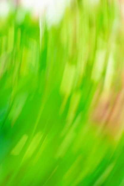 Campo di erba primaverile luminoso sfocato Sfondo astratto effetto bokeh sfocato natura primaverile