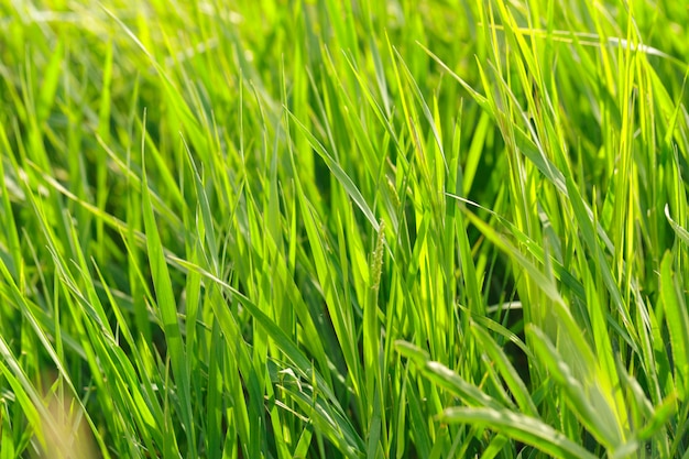 Campo di erba primaverile