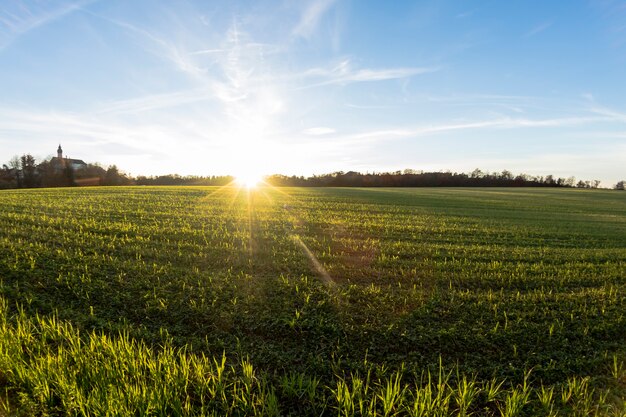 Campo di erba sul tramonto