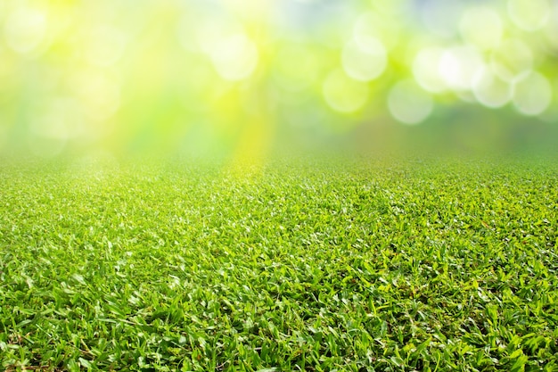 Campo di erba sulla trama di sfondo della stagione primaverile della natura