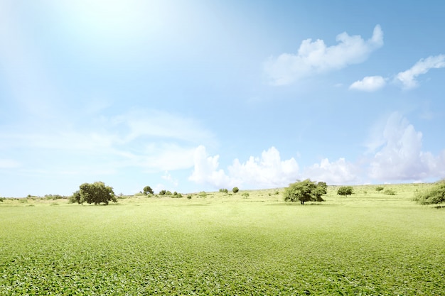 Campo di erba verde con alberi