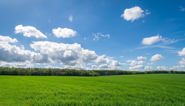 Campo di erba verde con cielo e nuvole ai generato