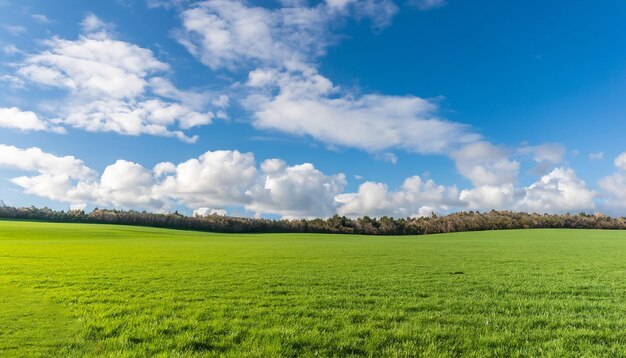 Campo di erba verde con cielo e nuvole ai generato