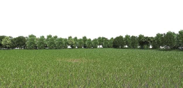 Campo di erba verde con foresta albero isolato su bianco