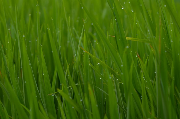 campo di erba verde con rugiade