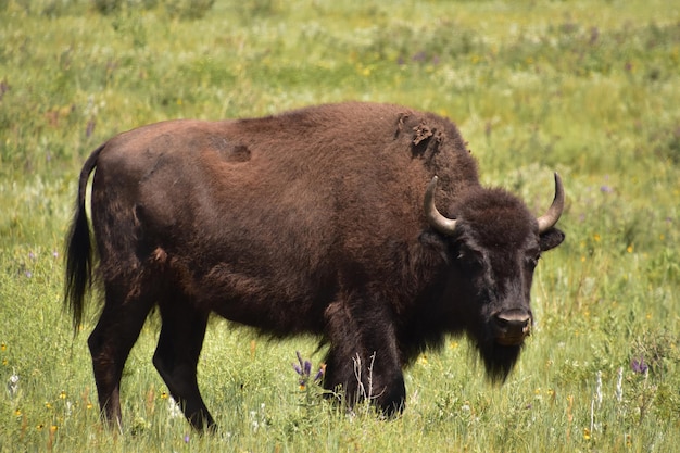 Campo di erba verde con un grande bufalo solitario in piedi in esso