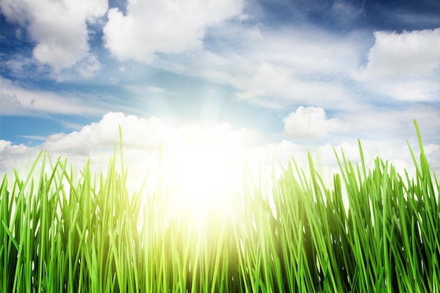 Campo di erba verde e cielo blu con il sole