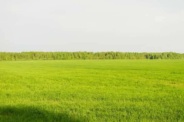 Campo di erba verde e cielo e alberi perfetti. Paesaggio primaverile rurale.