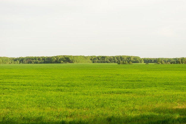 Campo di erba verde e cielo e alberi perfetti. Paesaggio primaverile rurale.