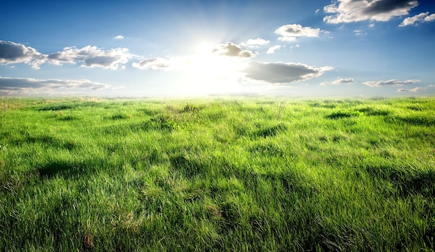 Campo di erba verde e cielo soleggiato