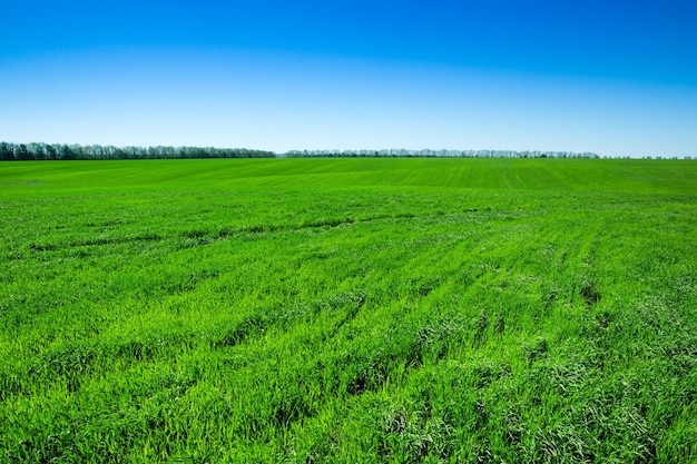 Campo di erba verde e cielo