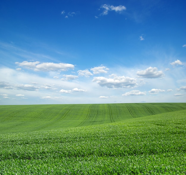 Campo di erba verde e cielo