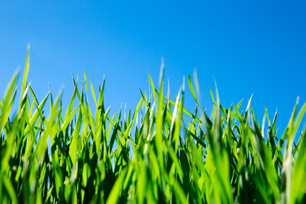 Campo di erba verde e cielo