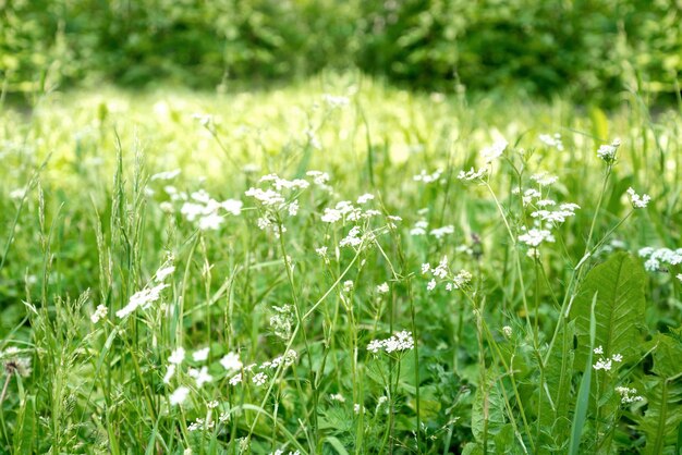 Campo di erba verde estivo con sfondo naturale di fiori bianchi