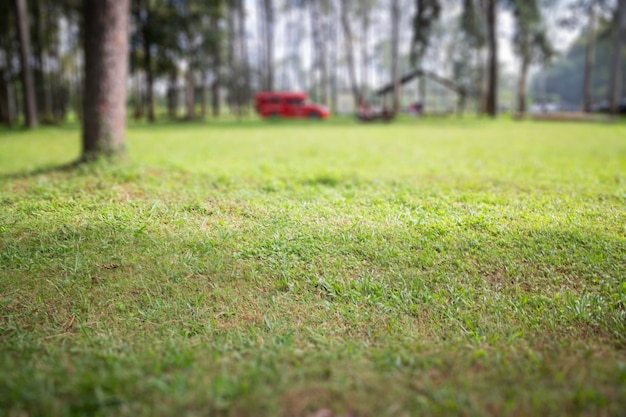 Campo di erba verde locale nel parco pubblico