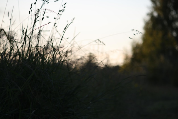 Campo di erba verde nel parco alla sera