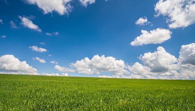 Campo di erba verde sotto il cielo blu e nuvole bianche ai generato