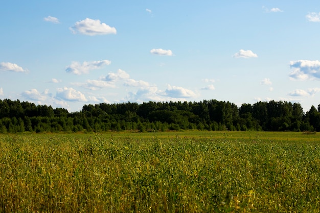 Campo di erba verde una foresta all'orizzonte e un cielo blu in una giornata estiva