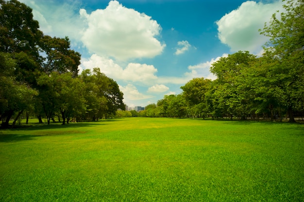 campo di erba verde