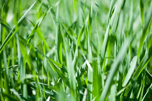 Campo di erba verde