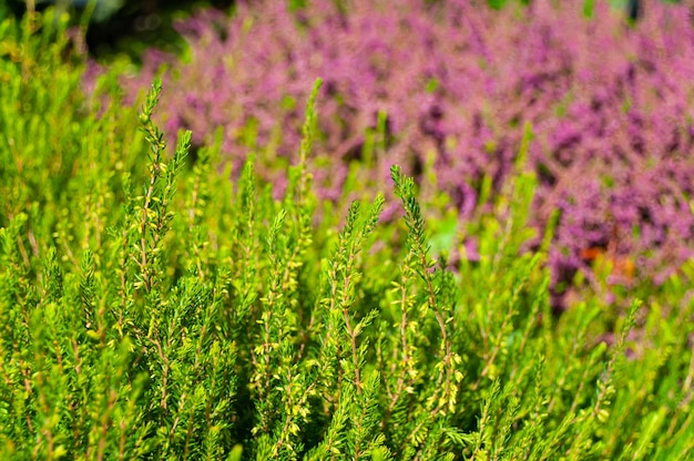 Campo di erica verde e viola primo piano sullo sfondo della natura selvaggia di calluna vulgaris