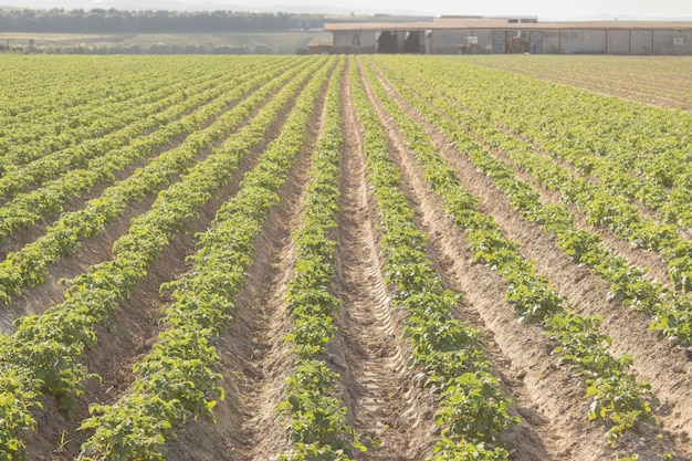 Campo di fattoria con righe verdi Paesaggio agricolo del raccolto verde Fila con patate