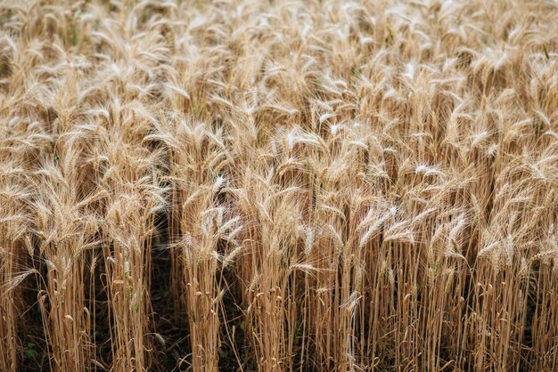 campo di fattoria di grano