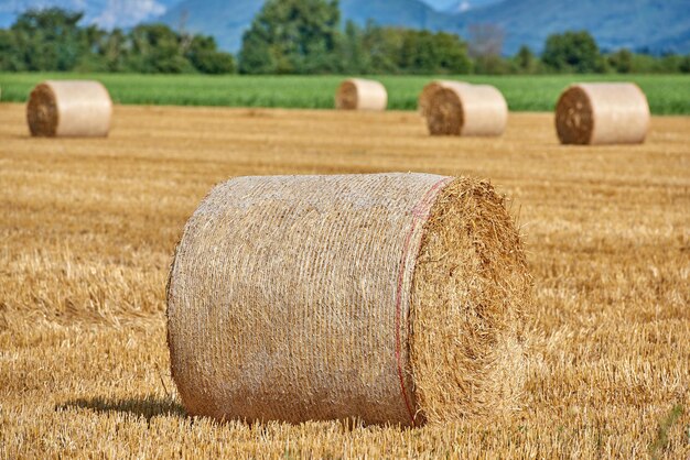 Campo di fieno con balle rotonde di paglia arrotolate in campagna in una fattoria durante il raccolto autunnale Paesaggio di grano di cereali dorato colorato su un campo aperto con foresta erbosa verde sullo sfondo