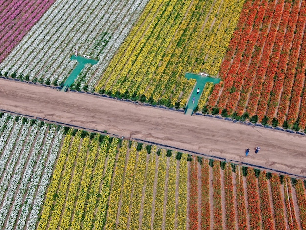 Campo di fiori colorati di ranuncolo gigante durante la fioritura annuale che va da marzo a metà maggio