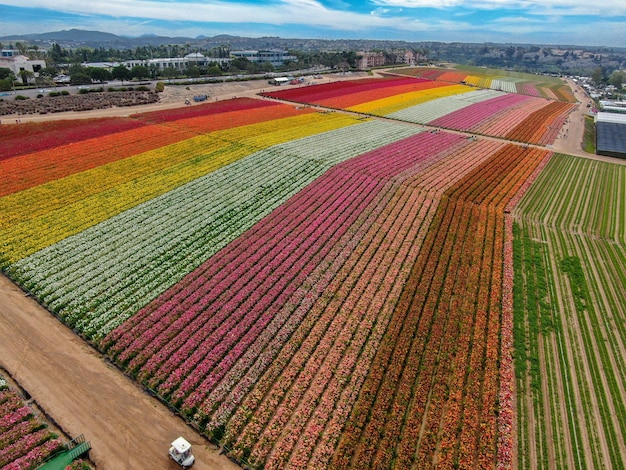 campo di fiori colorati durante la fioritura annuale che va da marzo a metà maggio