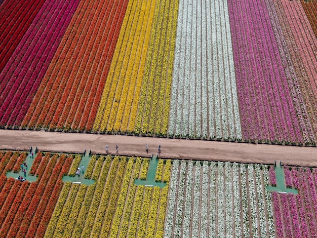 campo di fiori colorati durante la fioritura annuale che va da marzo a metà maggio