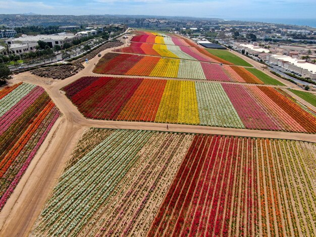 campo di fiori colorati durante la fioritura annuale che va da marzo a metà maggio