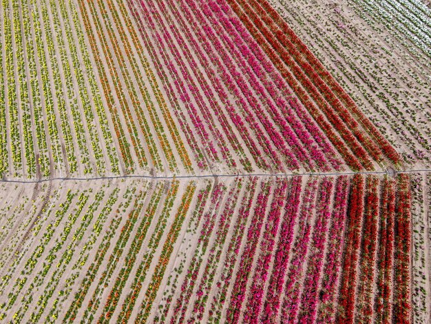 campo di fiori colorati durante la fioritura annuale che va da marzo a metà maggio