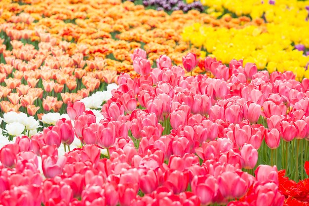 Campo di fiori colorati tulipani nel bellissimo parco verde