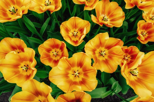 Campo di fiori con tulipani colorati