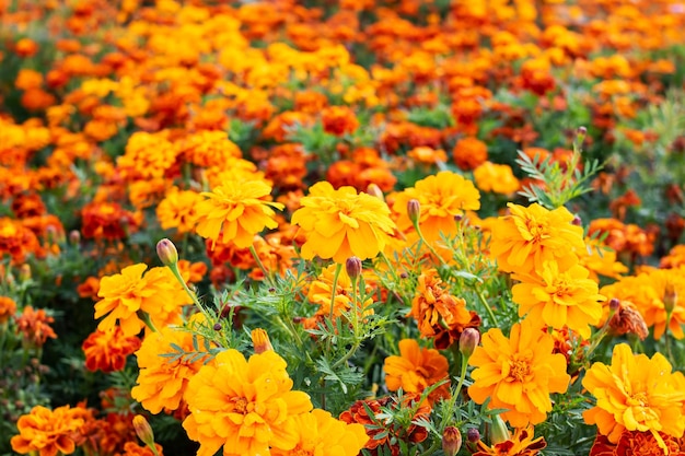 Campo di fiori d'arancio calendula brillante da vicino