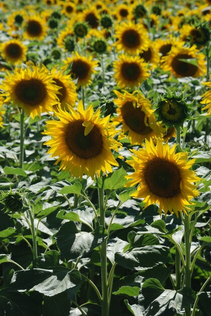 Campo di fiori del sole