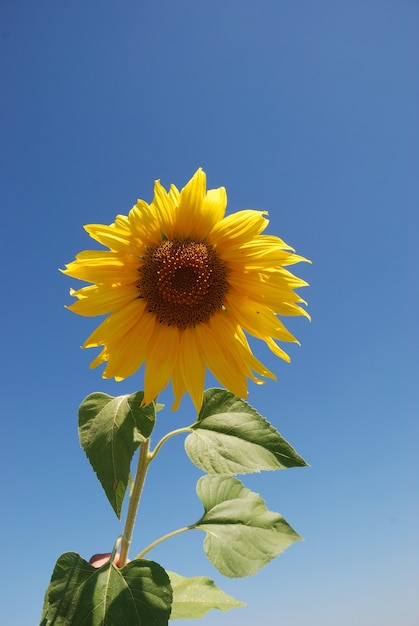 Campo di fiori del sole