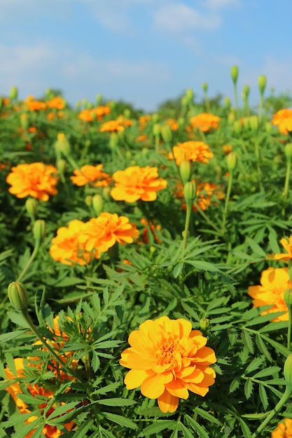 Campo di fiori di calendula contro Blue Sunny Sky