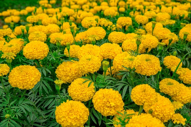 campo di fiori di calendula