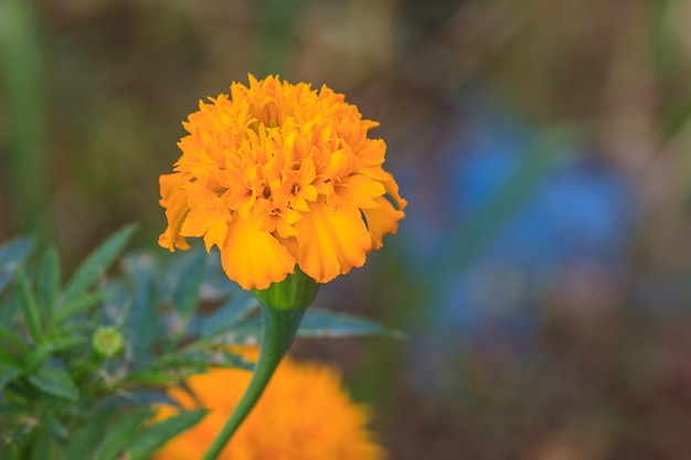 Campo di fiori di calendula