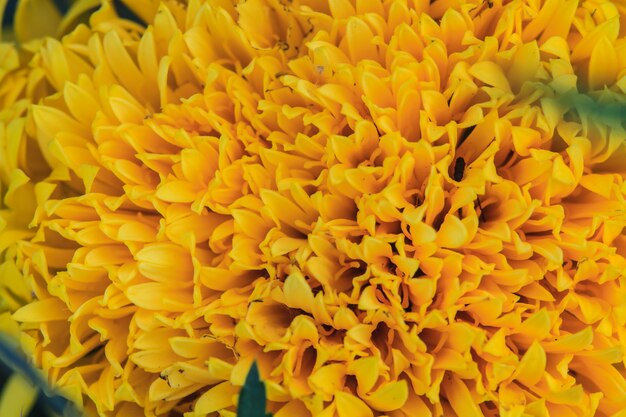 Campo di fiori di calendula